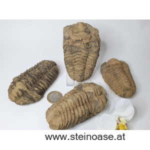 Trilobit  versteinert